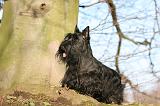 SCOTTISH TERRIER 077